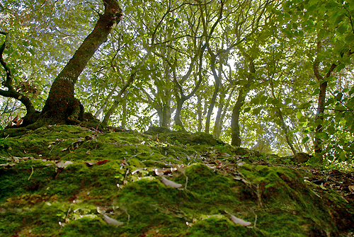 foreste-aperte-marganai-iglesias.jpg