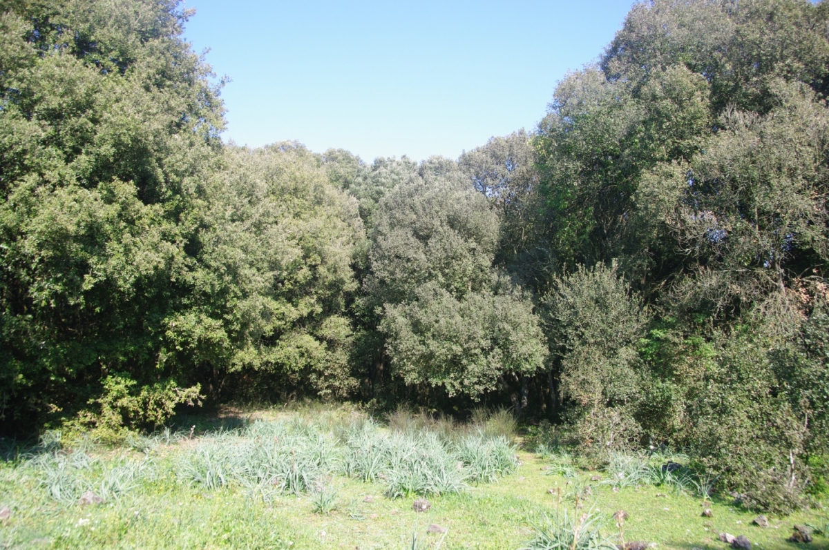 clip_image001.jpg