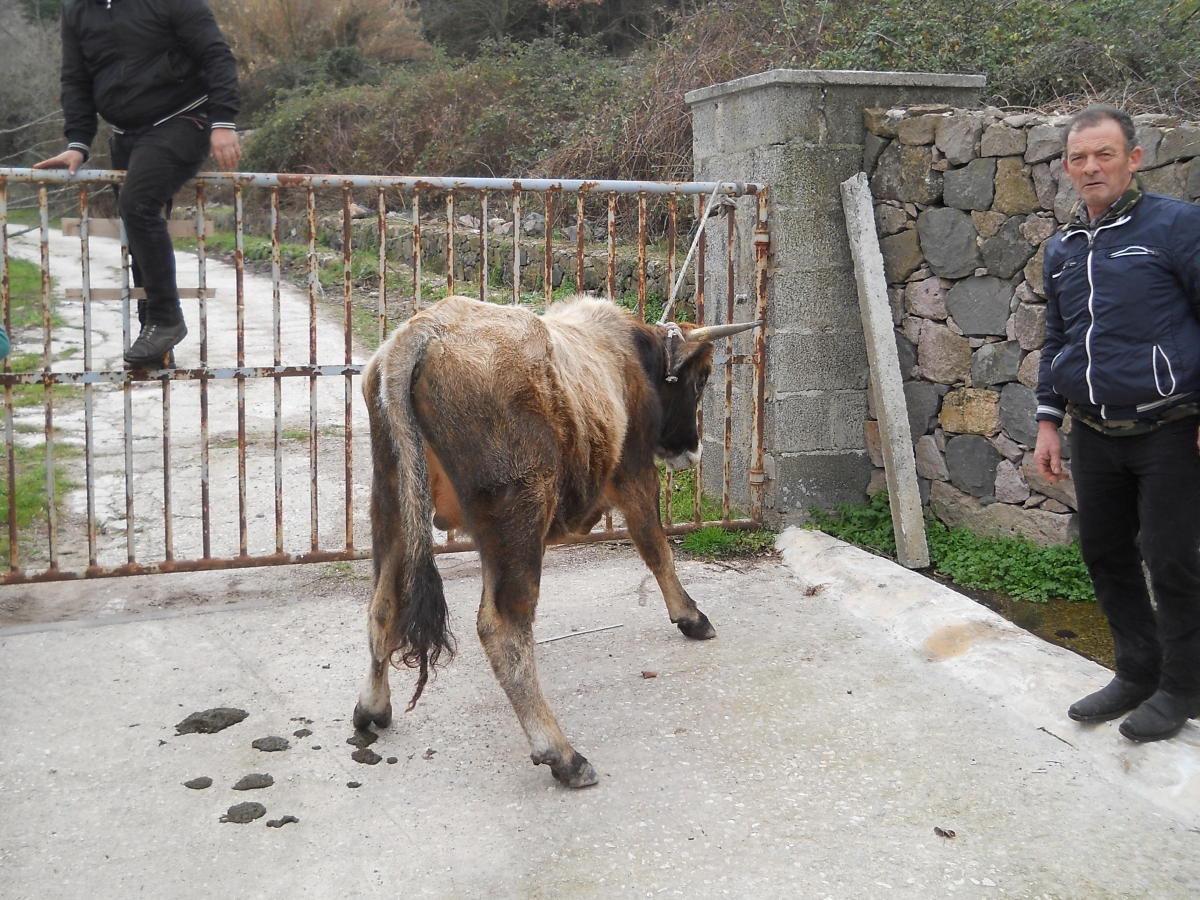 Uno-dei-capi-di-bestiame-catturati.-Fotografia-di-Antonio-Caria.jpg